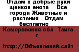 Отдам в добрые руки щенков енота. - Все города Животные и растения » Отдам бесплатно   . Кемеровская обл.,Тайга г.